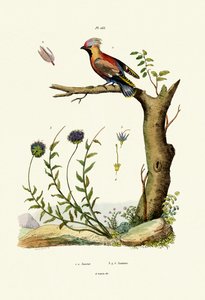 Ampelis Europeo de French School